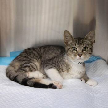 Levine -  Domestic Short Hair Cat for Adoption in Pasadena, California - Levine | PetCurious