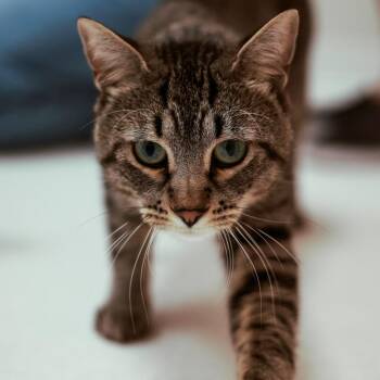 Chestnut -  Domestic Short Hair Cat for Adoption in Chaska, Minnesota - Chestnut | PetCurious
