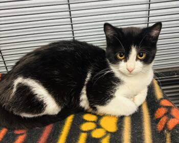 Rescue Domestic Short Hair Cats for Adoption in Council Bluffs, Iowa - Wendy | PetCurious