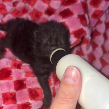 Ash -  Domestic Medium Hair Cat for Adoption in Delaware, Ohio - Ash | PetCurious