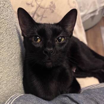 Gordita -  Domestic Short Hair Cat for Adoption in Chattanooga, Tennessee - Gordita | PetCurious