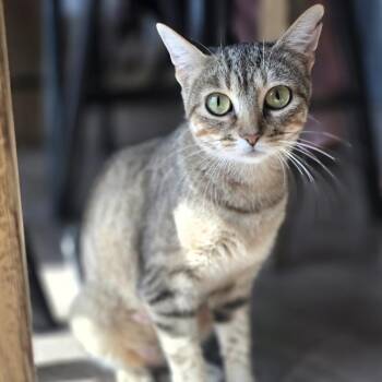 MJ -  Domestic Short Hair Cat for Adoption in Lincoln, Nebraska - MJ | PetCurious