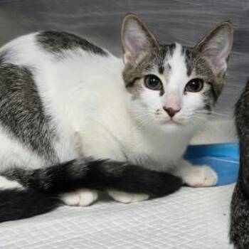 Princess Carlsbad -  Domestic Short Hair Cat for Adoption in Denver, Colorado - Princess Carlsbad | PetCurious