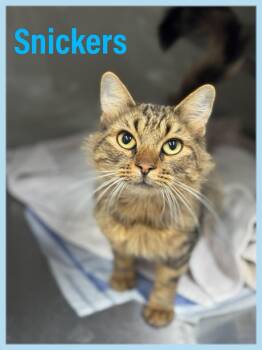 Rescue Domestic Medium Hair Cats for Adoption in Bowie, Texas - Snickers | PetCurious