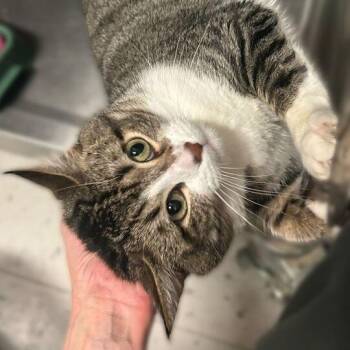 Domestic Short Hair Cats Available for Adoption - Beans | PetCurious