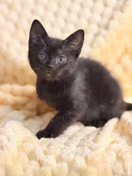 Penalty Box -  Domestic Short Hair Cat for Adoption in Oceanside, California - Penalty Box | PetCurious
