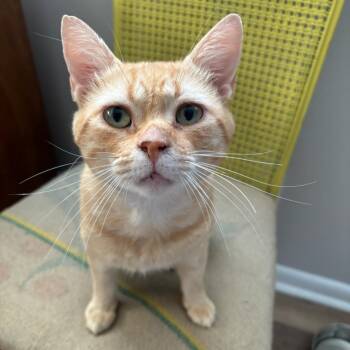 Chad -  Domestic Short Hair Cat for Adoption in Brownsboro, Alabama - Chad | PetCurious