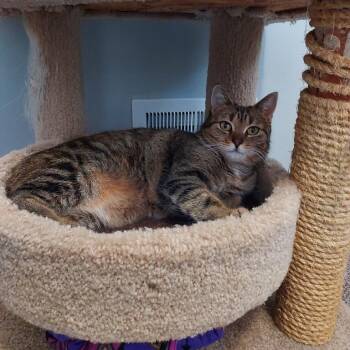 Domestic Short Hair Cats Available for Adoption - Oak | PetCurious