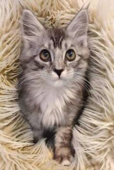Juniper A -  Domestic Medium Hair Cat for Adoption in North Highlands, California - Juniper A | PetCurious