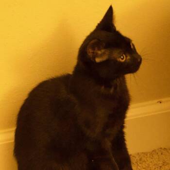 Stanley -  Domestic Short Hair Cat for Adoption in Santa Rosa, California - Stanley | PetCurious