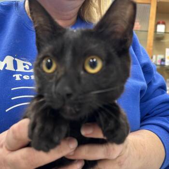 Domestic Short Hair Cats Available for Adoption in Buffalo, New York - Meche | PetCurious