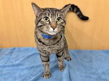 Domestic Short Hair Cats Available for Adoption in Brentwood, Missouri - JERRY | PetCurious