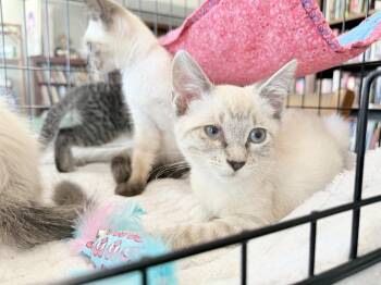 Sheldon -  Siamese and Domestic Short Hair Cat for Adoption in St. Augustine, Florida - Sheldon | PetCurious