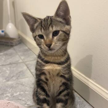 Cornbread -  Domestic Short Hair Cat for Adoption in Philadelphia, Pennsylvania - Cornbread | PetCurious