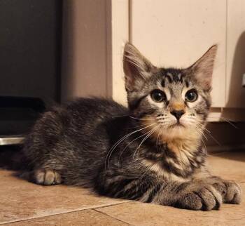 A477217 -  Domestic Short Hair Cat for Adoption in Oklahoma City, Oklahoma - A477217 | PetCurious