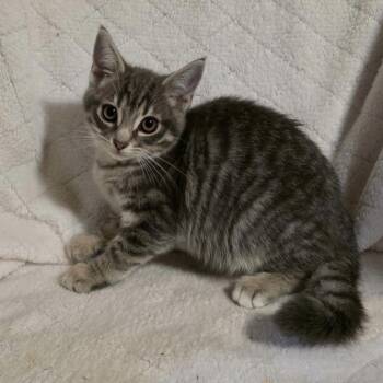 Rescue Domestic Short Hair Cats for Adoption in Bentonville, Arkansas - Tony Tiger Flakes | PetCurious