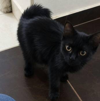 Lana -  Burmilla and Domestic Long Hair Cat for Adoption in Brampton, Ontario - Lana | PetCurious