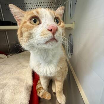 Domestic Medium Hair Cats Available for Adoption in Norman, Oklahoma - Bugle | PetCurious