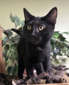 Destiny -  Domestic Short Hair Cat for Adoption in Hastings, Nebraska - Destiny | PetCurious