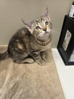 Smore -  Domestic Short Hair Cat for Adoption in Fishers, Indiana - Smore | PetCurious