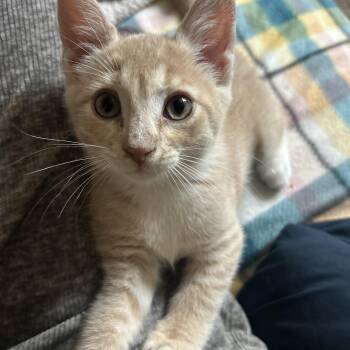 Tortellini -  Domestic Short Hair Cat for Adoption in Hudson, New York - Tortellini | PetCurious