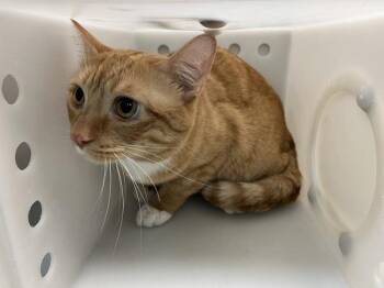 Wybii -  Domestic Short Hair Cat for Adoption in New York, New York - Wybii | PetCurious