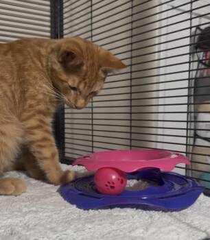 Chester -  Domestic Short Hair Cat for Adoption - Chester | PetCurious