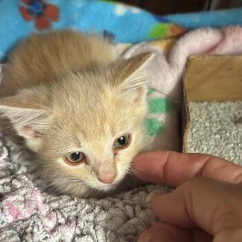 Rescue Domestic Short Hair Cats for Adoption in Blairsville, Georgia - Fiona Mac | PetCurious