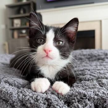 Cleon (Ryan) -  Domestic Short Hair Cat for Adoption in Columbia, Illinois - Cleon (Ryan) | PetCurious