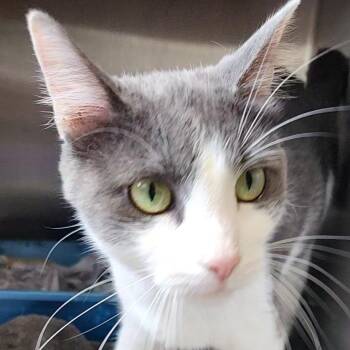 Elizabeth Taylor -  Domestic Short Hair Cat for Adoption in Oak Park, Illinois - Elizabeth Taylor | PetCurious