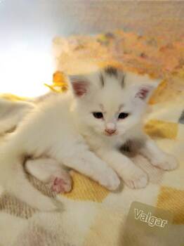 Valgar -  Domestic Medium Hair Cat for Adoption in Grants Pass, Oregon - Valgar | PetCurious