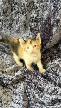Deanna -  Domestic Short Hair Cat for Adoption in Glendale, Arizona - Deanna | PetCurious
