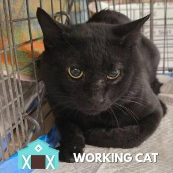 Mouse Pad -  Domestic Short Hair Cat for Adoption in Sarasota, Florida - Mouse Pad | PetCurious