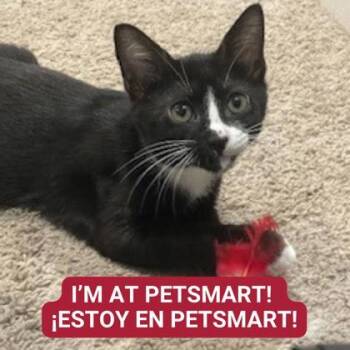 Rescue Domestic Short Hair Cats for Adoption in Carrollton, Texas - Rincewind | PetCurious