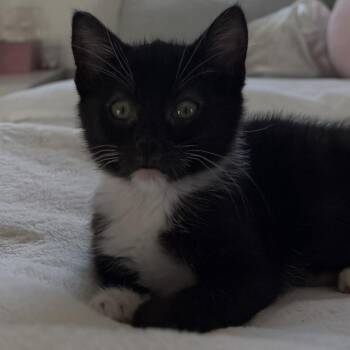 Bean -  Domestic Short Hair Cat for Adoption in Pleasanton, California - Bean | PetCurious
