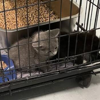 Tracy Kitten 4 in Parsonsburg, MD -  Domestic Short Hair Cat for Adoption - Tracy Kitten 4 In Parsonsburg, MD | PetCurious