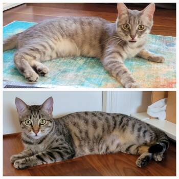 Domestic Short Hair and Tabby Cats Available for Adoption - Mia & Missy | PetCurious