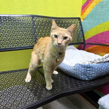 Chevy -  Domestic Short Hair Cat for Adoption in Springfield, Missouri - Chevy | PetCurious