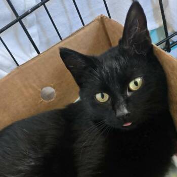 Onyx -  Domestic Short Hair Cat for Adoption in Lyle, Minnesota - Onyx | PetCurious