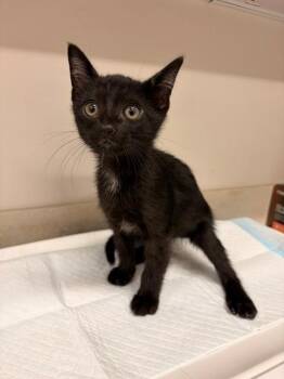 FIREFLY -  Domestic Short Hair Cat for Adoption in Baytown, Texas - FIREFLY | PetCurious