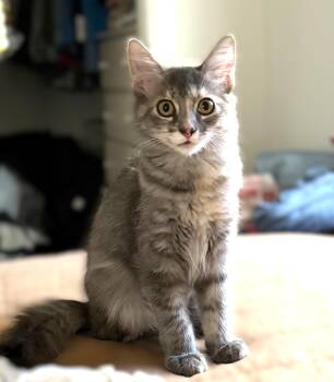 Rescue Torbie Cats for Adoption in Bentonville, Arkansas - Maribel | PetCurious