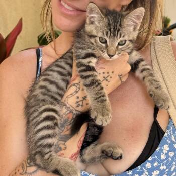 Zues -  Domestic Short Hair Cat for Adoption in Long Beach, California - Zues | PetCurious