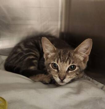 DAVE -  Domestic Short Hair Cat for Adoption in Hagerstown, Maryland - DAVE | PetCurious