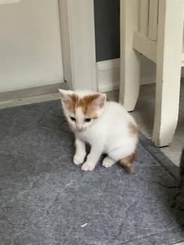 TUTTI -  Domestic Short Hair Cat for Adoption in Charlotte, North Carolina - TUTTI | PetCurious