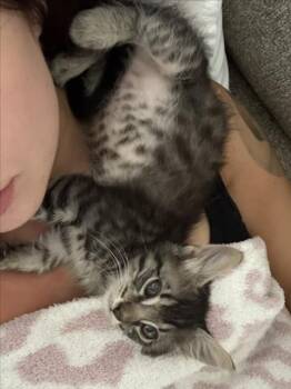 *ORION -  Domestic Short Hair Cat for Adoption in Woodland, California - *ORION | PetCurious