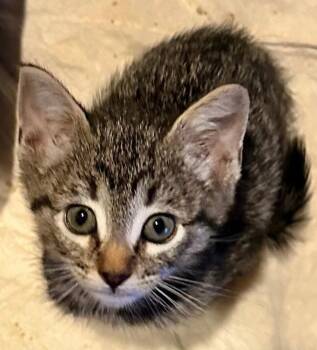 Tabby and Domestic Short Hair Cats Available for Adoption in Campbell, California - Lychee | PetCurious