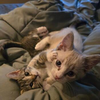 Evie -  Domestic Short Hair Cat for Adoption in Brighton, Missouri - Evie | PetCurious