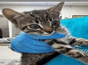 Squeeks -  Domestic Short Hair Cat for Adoption in Largo, Florida - Squeeks | PetCurious