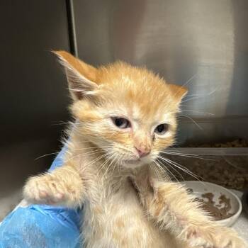 Marco -  Domestic Short Hair Cat for Adoption in Yuma, Arizona - Marco | PetCurious
