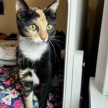 Kindred -  Calico Cat for Adoption in Mastic, New York - Kindred | PetCurious